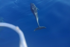 Foto delfini avvistati 2018