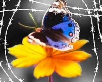 il_giorno_della_memoria il_giorno_della_memoria