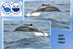 Ischia Dolphin Project - Report 2019
