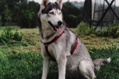 Luna seduta erba