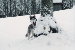 Luna0001neve