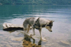 Menta_lago Caldonazzo (TN)_2000