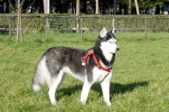 Pimpa erba Pimpa erba