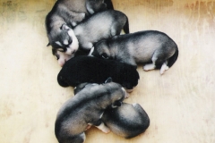 cuccioli luna
