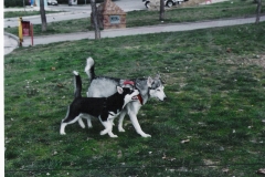 pimpa e luna che giocano