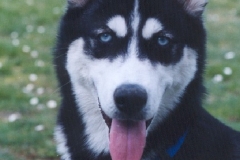 pimpavetro pimpavetro